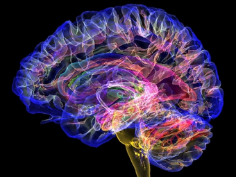草逼的绿色视频大脑植入物有助于严重头部损伤恢复